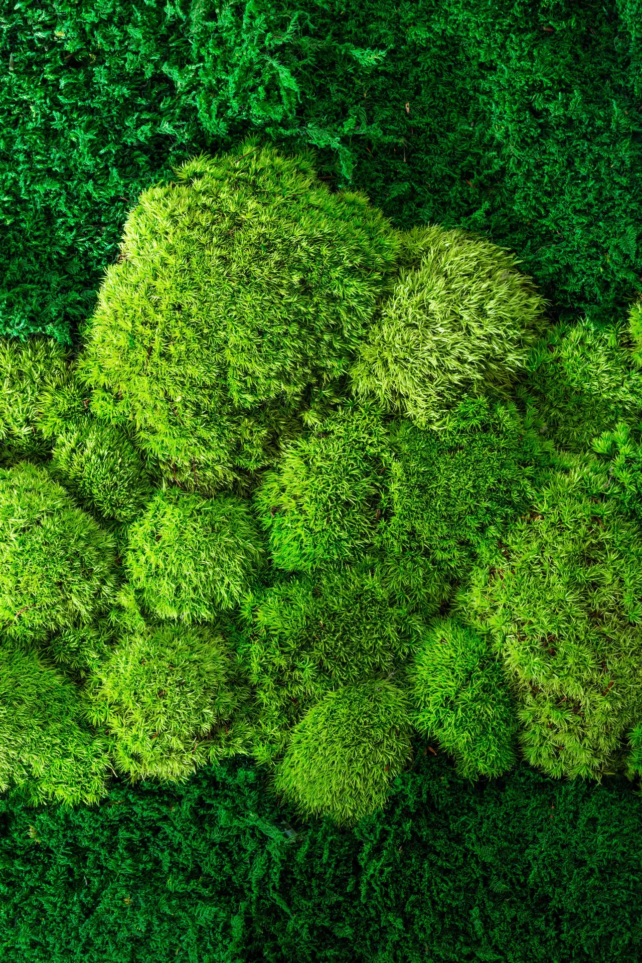 Yosun Duvar m² Fiyatı: Doğal mı Yapay mı? İstanbul Rehberi rehberi kapak görseli